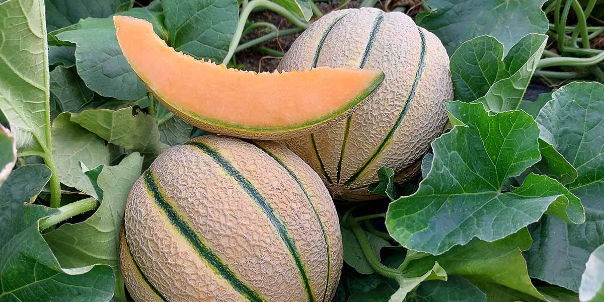 Melone, con NUN 19821 F1 è possibile ampliare il calendario produttivo